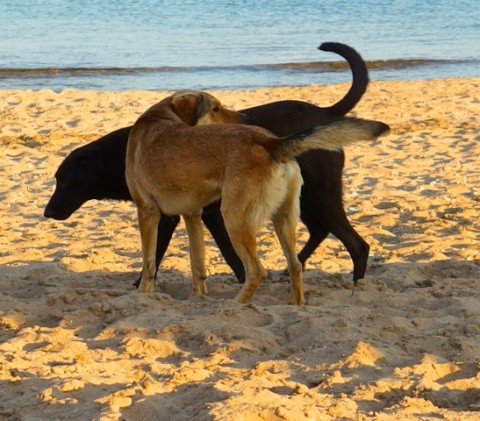 Snart är det bara de vilda hundarna som är fria i Turkiet. Foto: Helene Bergman