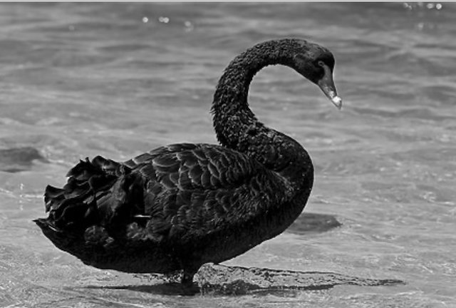 Den svarta svanen