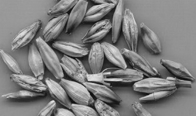 Agroterrorism - det underskattade säkerhetshotet